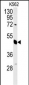 EIF3G Antibody (Center)